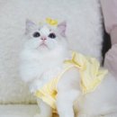 로지 데이즈