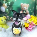 퍼피도담 | 🐶 노랑퍼피 도담 치와와 3mm얼컷 3월 2일 천호동애견미용 길동애견미용 성내동애견미용 암사동애견미용...
