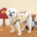 스누피 애견 이미지