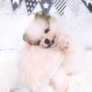 수원-0155 이미지