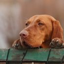 스타동물의료센터 이미지