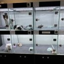 보니더펫 이미지