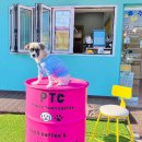 퍼피타운커피 이미지