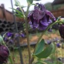 꽃뜨락 이미지