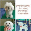 강변애견미용호텔 이미지