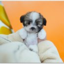 힐스템생활건강(대실지점) | 대구강아지분양 활기찬 일상