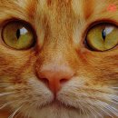 고양이눈 이미지