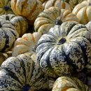 호박꽃식품 이미지