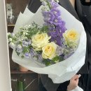 윌리아willrea