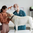 꿈에 동물병원 이미지