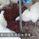 백봉오골계법인 이미지