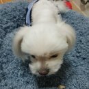 디어마이펫(DEARMYPET) 이미지