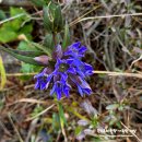 들국화(만수)마을 | [100대 명산-73] 광주 무등산 : 2025.10.25.