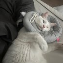 펫포러스 | 강아지고양이 탈취제 비추천. 결막염 치료 후기.