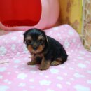 망고베리 이미지