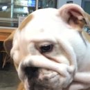 퍼피마마 이미지