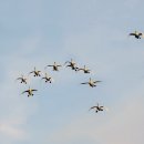 Tundra Swan~~~큰고니~~~ 이미지