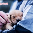 올바른 반려견 보호자 교육 이미지