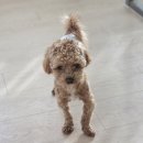 케니애견돌봄센터 | 호평동 애견호텔·애견미용 찾는다면? 믿고 맡기는 케니애견돌봄센터 솔직후기