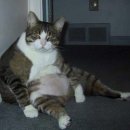 살찐 고양이 카카오 검색결과