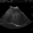 리온동물병원 이미지