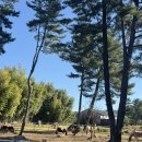 조림목장 | 제주도 목장 숨겨진 사진명소 서귀포 남원읍 근처 대한목장 카페