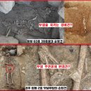 1500년전 무덤에 묻힌 개(犬)는?…신라인의 반려견, 가야인의 경비견
