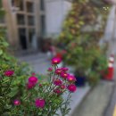 0701 과꽃 이미지
