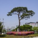 소나무조경
