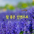 청송꽃차이야기 솔채 이미지