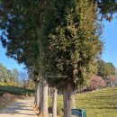 녹차밭 무인호텔 | 전남 보성 대한다원보성녹차밭 솔직 후기, 산책 코스 및 주차정보