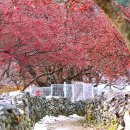 이천산수유마을
