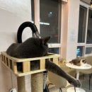 냥냥하우스 이미지