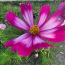 코스모스농원 이미지