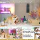 힐링캐터리 이미지