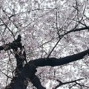 가로수 행정사 사무소 이미지