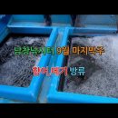 오늘은향어 이미지