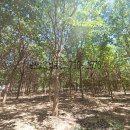 수목부동산공인중개사사무소 이미지