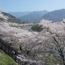 쌍계사 & 십리 벚꽃길 트레킹 & 화개장터(한자리 신청 받습니다~!) 이미지