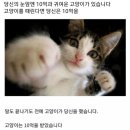 냥냥하우스 이미지