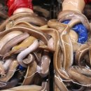 자갈치산꼼장어 이미지