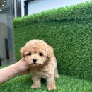 엘린퍼피 이미지