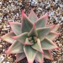 별따오기 이미지