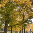 연세대학교 미래캠퍼스 | 원주 은행나무 &#34;연세대학교 미래캠퍼스&#34;