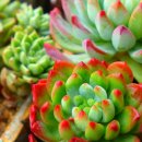 화이트상조 이미지
