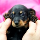 캐터리 플러스 이미지