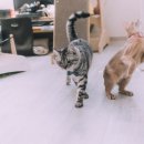 메르시스냅 이미지