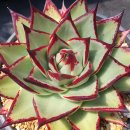 봉황슈퍼 이미지