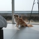 하도세미