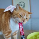 강화홍삼공사 | 아기 고양이츄르 정관장 냥블리타임 다이소 반려묘 간식 후기